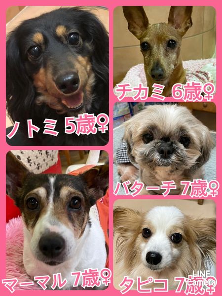 🐾今日の里親様募集中ワンコ🐶メンバーです🐾2022,5,11【保護犬カフェ天神橋店】